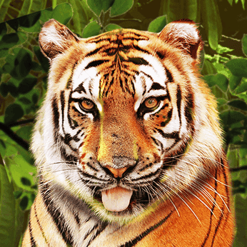 RT Big Cat Rescue Megaways Screenshot